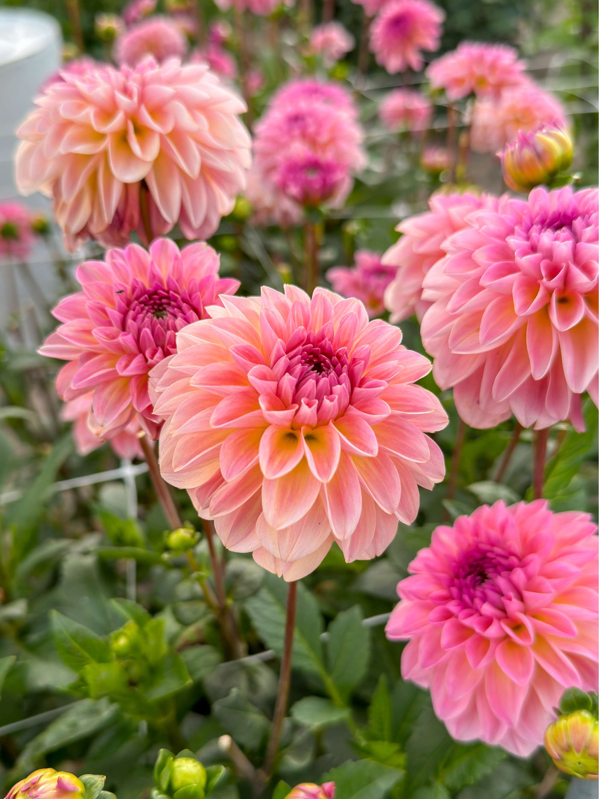 Dahlia 'Esli'